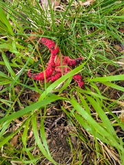 Clathrus archeri