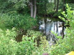 Cordulegaster boltonii