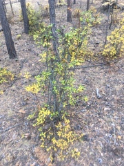 Rhododendron dauricum