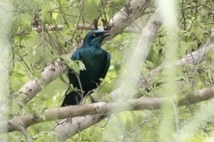 Lamprotornis chloropterus