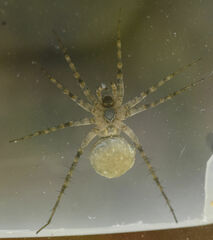 Pardosa mercurialis