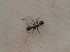 Pheidole obscurithorax