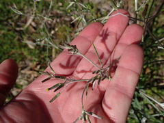 Senecio quadridentatus