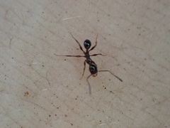 Pheidole obscurithorax