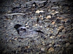 Phalaenoptilus nuttallii