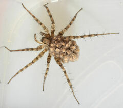 Pardosa mercurialis