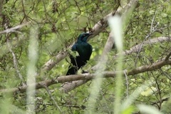 Lamprotornis chloropterus