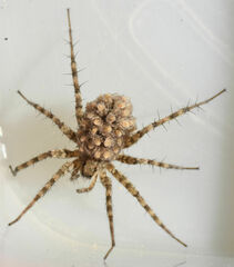 Pardosa mercurialis
