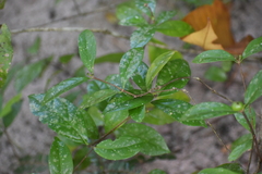 Jasminum