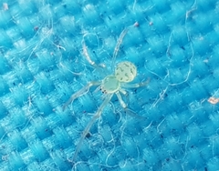 Exalbidion