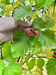 Crataegus sanguinea