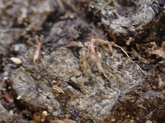 Brachymyrmex depilis
