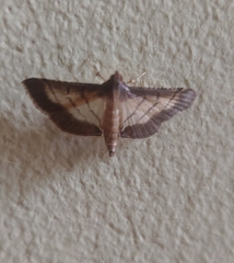 Marasmia