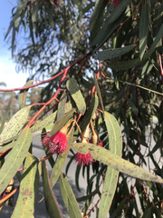 Eucalyptus caesia