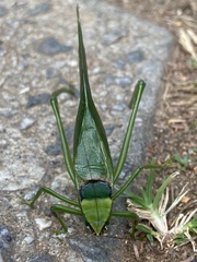 Stilpnochlora