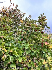 Crataegus sanguinea