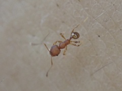 Pheidole navigans