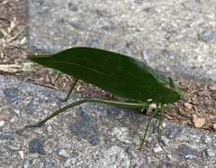 Stilpnochlora
