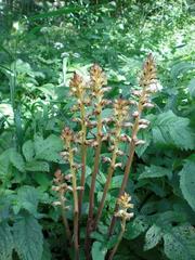 Orobanche reticulata