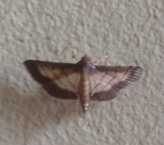 Marasmia