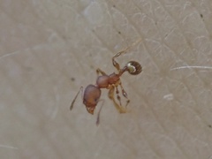 Pheidole navigans