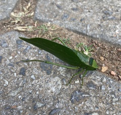 Stilpnochlora