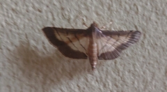 Marasmia