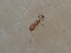 Pheidole navigans