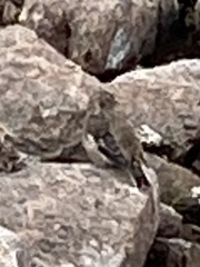 Plectrophenax nivalis