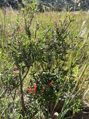 Bouvardia ternifolia