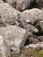 Plectrophenax nivalis