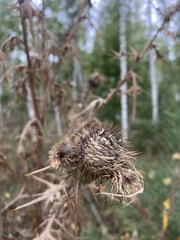 Cirsium vulgare