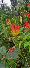 Gloriosa superba