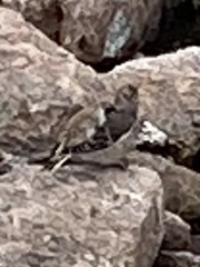 Plectrophenax nivalis