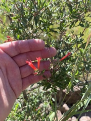 Bouvardia ternifolia