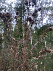 Cirsium vulgare