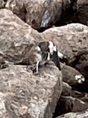 Plectrophenax nivalis