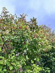 Crataegus sanguinea