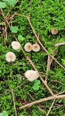 Marasmiineae