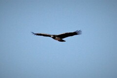 Polemaetus bellicosus