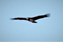 Polemaetus bellicosus