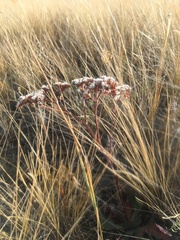 Goniolimon speciosum