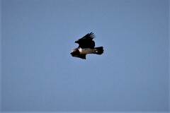 Polemaetus bellicosus