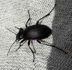 Carabus violaceus