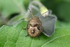 Peribalus strictus vernalis