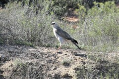 Melierax canorus canorus