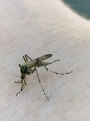 Aedes vittiger