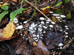 Collybia