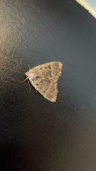 Mormo maura