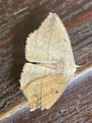 Lonomia